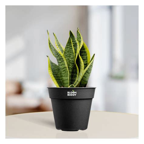 Bloom Buddy | Snake Plant and Jade Plant Combo for Plants home garden ...