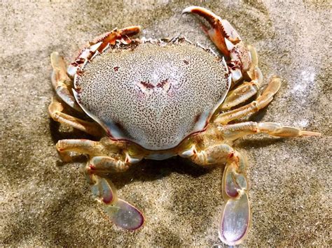 如何区分大闸蟹、毛蟹、青蟹、梭子蟹、河蟹、红蟳、螃蜞、帝王蟹、松叶蟹等蟹类物种？ - 知乎