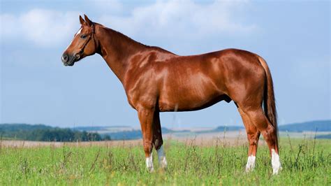 Chestnut Horse Color: The Science And Shades Of Fire