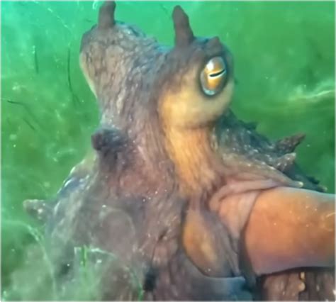 Image result for Octopus Solves Problem