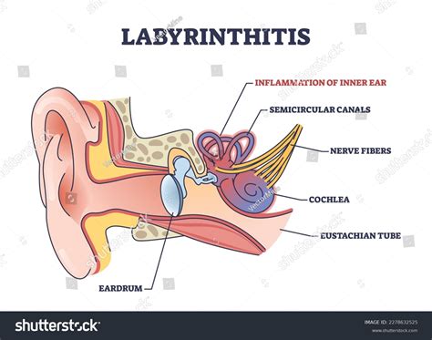 Inner Ear Anatomy Labyrinth