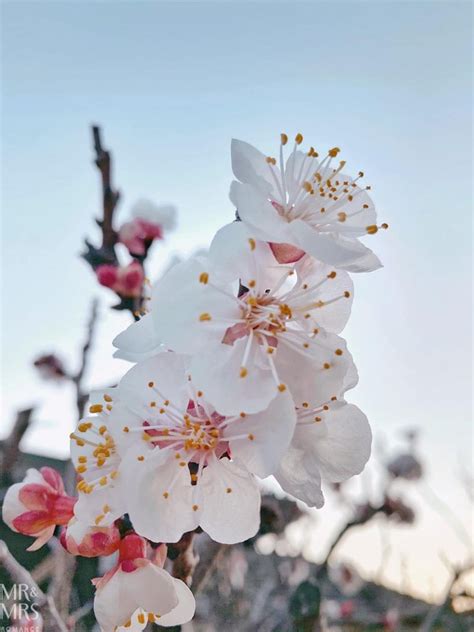 Country Town 的图像结果