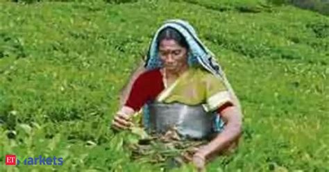 India may raise orthodox tea output this year - The Economic Times