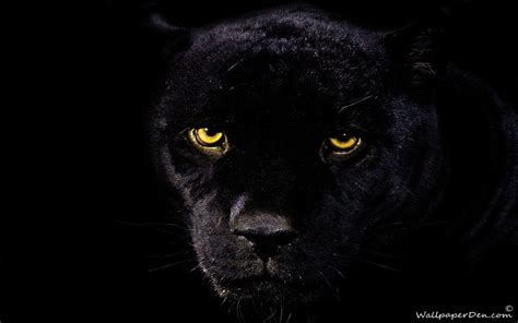 Black Panther Eyes Wallpapers - Top Free Black Panther Eyes Backgrounds ...
