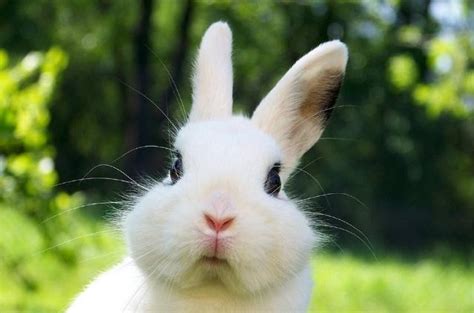 可爱兔子摄影图__野生动物_生物世界_摄影图库_昵图网nipic.com