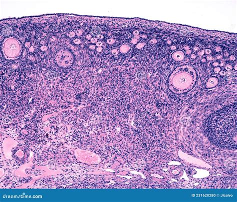 Anatomy Of Ovarian Cycle Royalty-Free Illustration | CartoonDealer.com #27154491