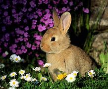 Image result for Cute Bunny Photography