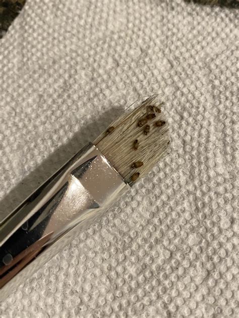 Strange bugs eating my paintbrush?? : r/whatisthisbug