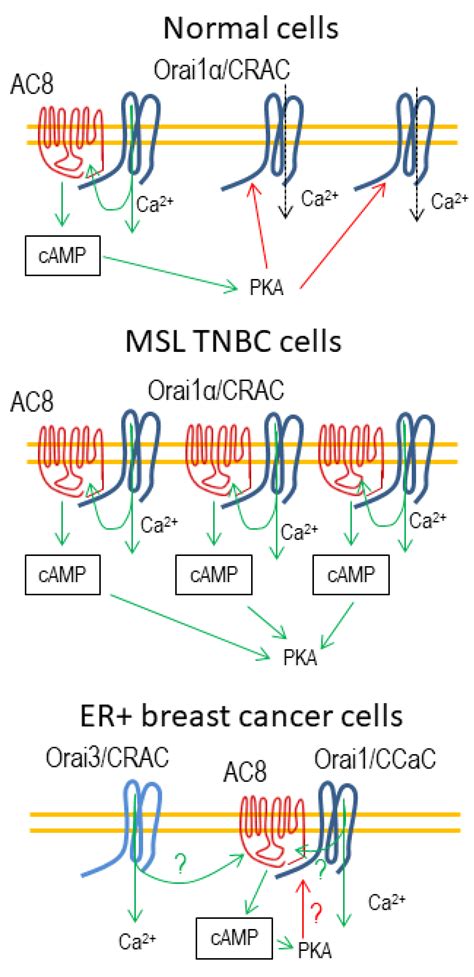 The Orai1-AC8 Interplay: How Breast Cancer Cells Escape from Orai1 ...