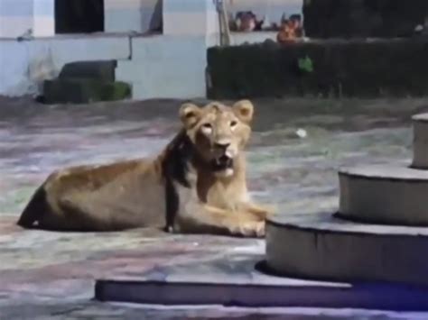 Lion Sits Mahadev Temple Gir Gadhada forest area