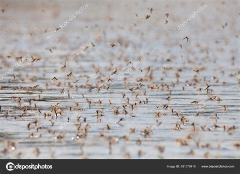 Annual Swarm Long Tailed Mayfly Tisza River Serbia — Stock Photo ...