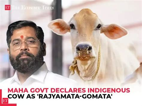 Maharashtra: Maharashtra declares indigenous cows 'Rajyamata-Gomata ...
