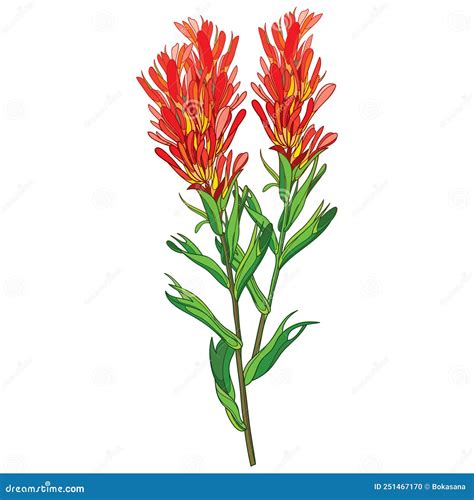 Vector Outline Castilleja Or Indian Paintbrush Red Flower, Bud And ...