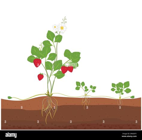 Asexual Reproduction In Plants Cutting