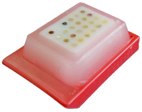 Tissue Microarray Mold 的图像结果
