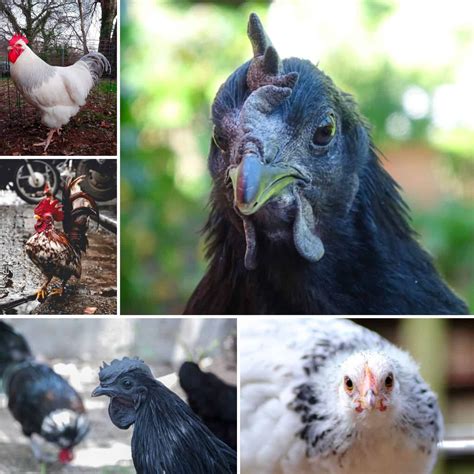 The 15 Most Expensive Chicken Breeds You Can’t Afford