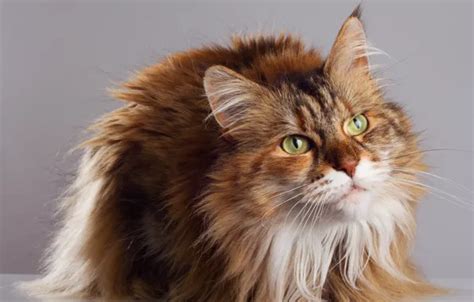 Wallpaper cat, cat, look, face, grey background, sitting, green eyes ...