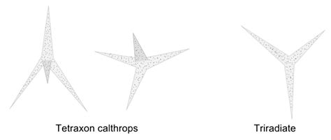 Porifera: Skeleton - Zoology Optional Notes for UPSC PDF Download