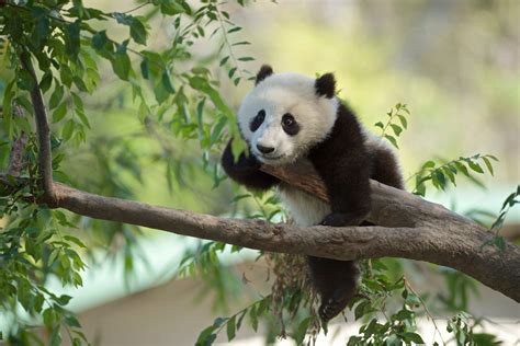 Sfondi : panda, orsi, animali, mammiferi 2048x1367 - WallpaperManiac ...