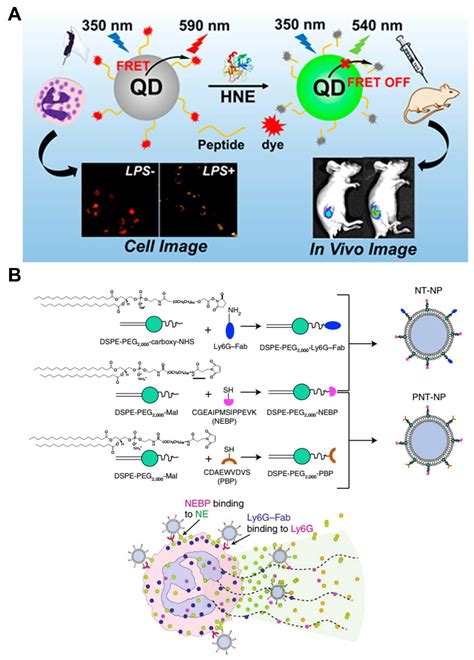 Research Progress of Neutrophil-Mediated Drug Delivery Strategies for ...