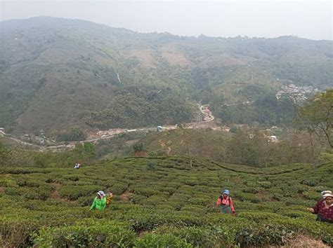 TEA VILLAGE HOME STAY (Mim Nagri Range) - Lodge Reviews & Photos ...