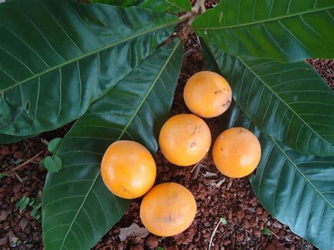 Fuzzy Abiu (Pouteria torta subsp. glabra): A Rare Tropical Treasure ...