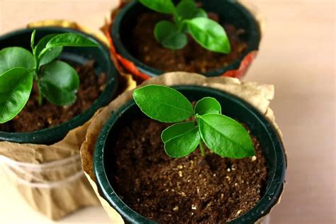 What Does A Lemon Tree Seedling Look Like at Janine Hall blog
