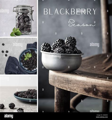 Blackberry Season. Collage of four images with blackberries. Mood board ...