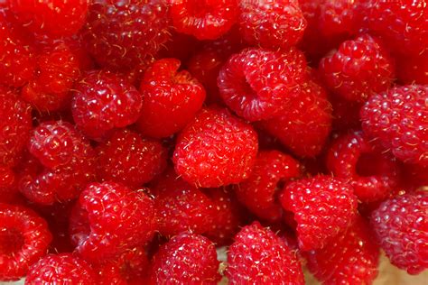 Free Images : plant, raspberry, fruit, berry, food, red, produce, fresh ...