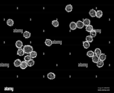 Darkfield microscope Black and White Stock Photos & Images - Alamy