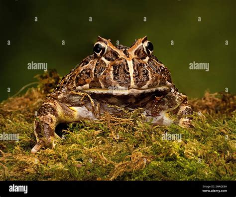 Argentinian Ornate Horned Frog, Ceratophrys ornata Stock Photo - Alamy