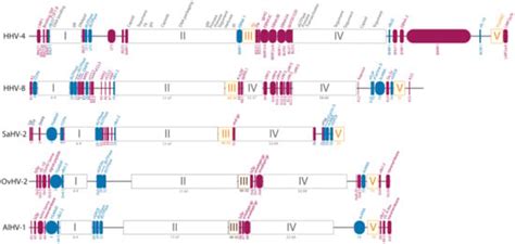 Wildebeest-Derived Malignant Catarrhal Fever: A Bovine Peripheral T ...