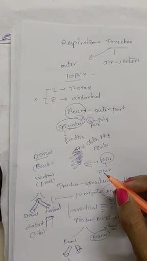 Cockroach Respiratory System 的图像结果