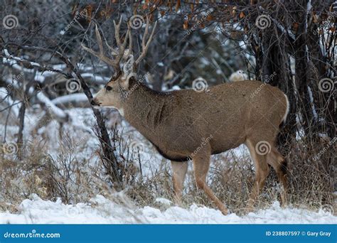 Colorado Mule Deer