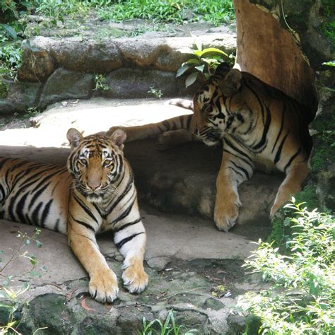 Manila Zoo - 2022 What to Know Before You Go (with Photos) - Tripadvisor