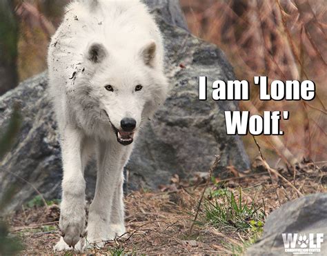 Lone Wolf Meme Aplha Sigma Lonley Wolf By LowStereoModulation41995