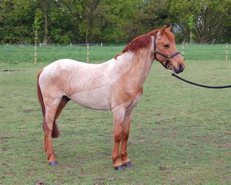 Red Roan Horse wallpaper | animals | Wallpaper Better