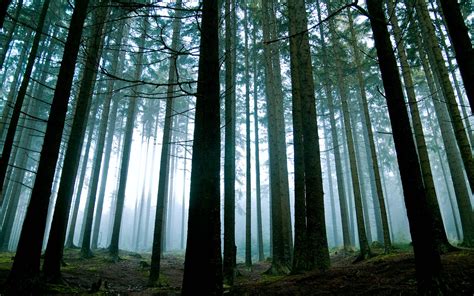 Image result for Forest Background
