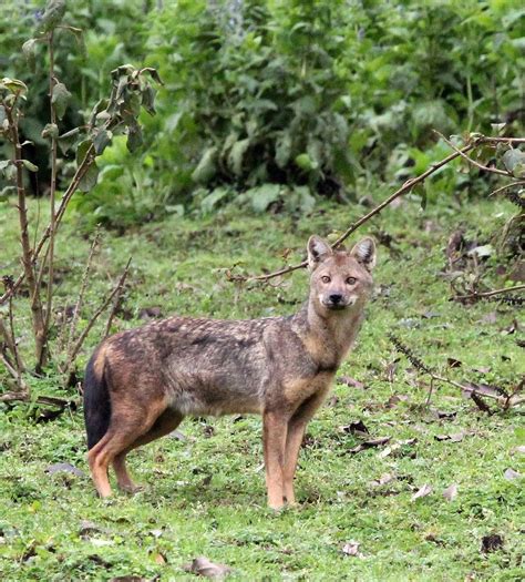 Genus Lupulella African Jackals — Coke Smith Wildlife