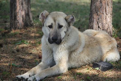Armenian Gampr Dog Breed Information & Characteristics