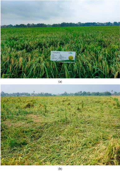 Direct Seeded Rice: Strategies to Improve Crop Resilience and Food ...