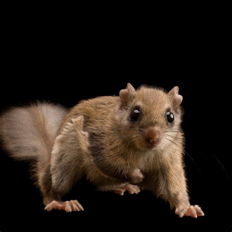 Cute Southern Flying Squirrel