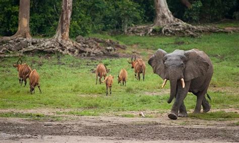 Wild Life (Protection) Act Rules Notification 2024 UPSC