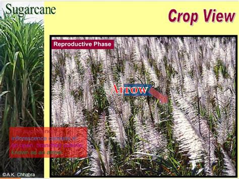 Floral Biology of Sugarcane PPTX