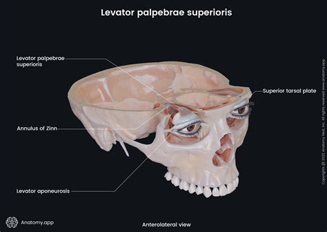 Levator palpebrae superioris | Anatomy.app