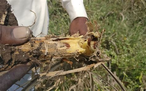 Grub Infestation Could Reduce Maharashtra's Sugar Output by 10%