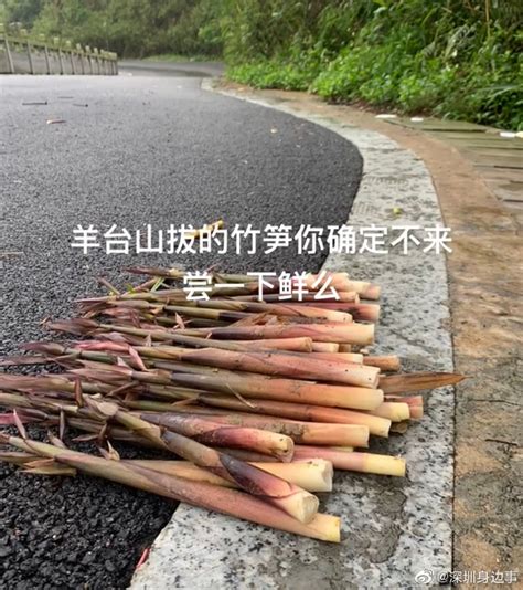 组团作死！在别人家田里挖竹笋 ，6华人被逮捕起诉！