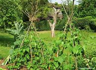 Image result for plant supports 