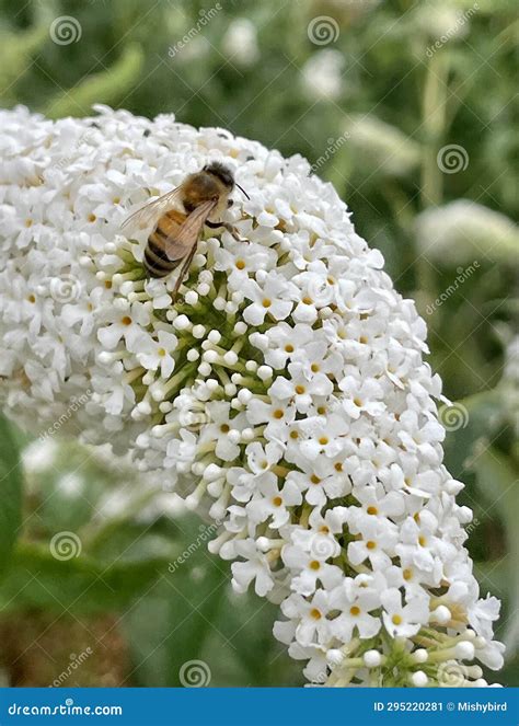 A Hornet, Wasp Sitting on a Blossomed Plant Stock Image - Image of ...