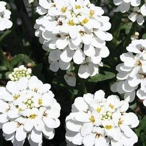 KANAYA Hybrid Candytuft Flower Seed Price in India - Buy KANAYA Hybrid ...